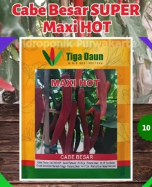Benih Cabe Besar Super MAXI HOT 10 gram Cap Tiga Daun