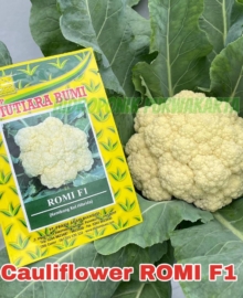Benih Cauliflower Kembang Kol ROMI