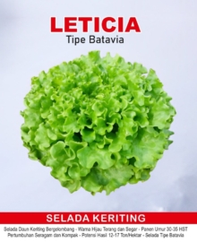 Benih Selada Keriting 1 gram Lettuce Selada Batavia