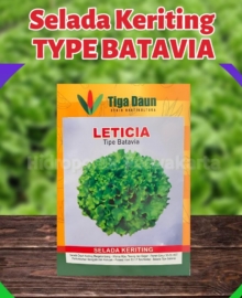 Benih Selada Keriting Batavia LETICIA Lettuce Batavia