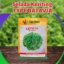 Benih Selada Keriting Batavia LETICIA Lettuce Batavia