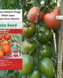 Benih Tomat MAHIRA F1 Hibrida 10 gram Tahan Virus Cap Naka Seed