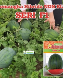Benih Semangka Hibrida NON BIJI SERI