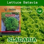 Benih Selada SLADARIA Isi 1 gram Selada Keriting Lettuce Batavia Cap Tiga daun Setipe Selada Caipira