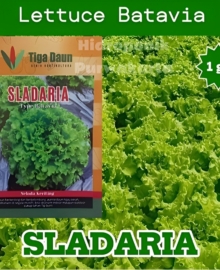 Benih Selada SLADARIA Isi 1 gram Selada Keriting Lettuce Batavia Cap Tiga daun Setipe Selada Caipira