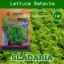 Benih Selada SLADARIA Isi 1 gram Selada Keriting Lettuce Batavia Cap Tiga daun Setipe Selada Caipira
