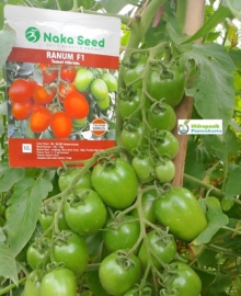 Benih Tomat Hibrida RANUM F1 10 Gram Cap Naka Seed