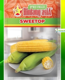 Benih Jagung Manis SWEETOP 250 gram Cap Bintang Asia