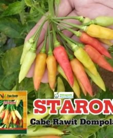 Benih Cabe Cabai Rawit Dompolan STARON 10 Gram Cap Tiga Daun