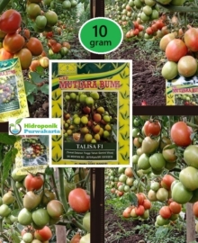 BENIH TOMAT BUAH HIBRIDA TALISA 10 GRAM CAP MUTIARA BUMI