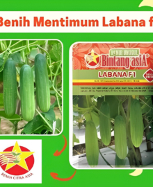 Benih Mentimun Timun LABANA F1 10 Gram Cap Bintang Asia