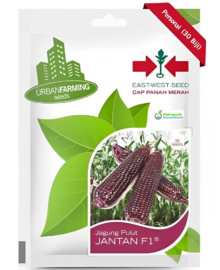 Benih Jagung Pulut Ungu JANTAN F1 Isi 30 Butir Cap Panah Merah
