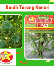 Benih Terong KENARI 10 Gram Cap Bintang Asia