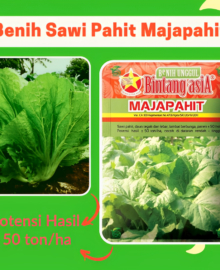 Benih Sawi Pahit MAJAPAHIT 25 Gram Cap Bintang Asia
