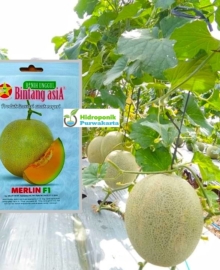 Benih Melon Hibrida MERLIN 0.5 Gram Cap Bintang Asia