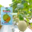 Benih Melon Hibrida MERLIN 0.5 Gram Cap Bintang Asia
