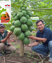 Benih Pepaya Hibrida LOVENA F1 5 Biji Cap Panah Merah
