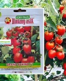 Benih Tomat Hibrida GRAND SAKINA 0.5 gram Cap Bintang Asia