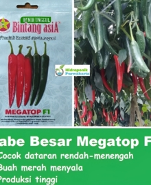 Benih Cabai Cabe Besar MEGATOP F1 1 Gram Cap Bintang Asia PT Benih Citra Asia