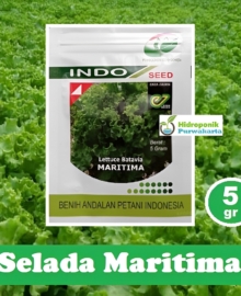 Benih Selada Maritima Tipe Batavia Enza Indogreen Indoseed Isi 5 Gram