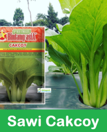 Benih Sawi Hijau CAKCOY 10 Gram Cap Bintang Asia Benih Citra Asia