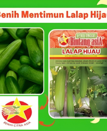 Benih Mentimun Timun LALAP HIJAU 20 Gram Cap Bintang Asia