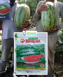 Benih Semangka Lonjong ZONA F1 Daging Merah 2 gram
